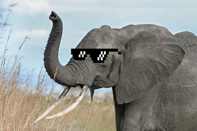 Un éléphant cool avec des lunettes de soleil pixellisées